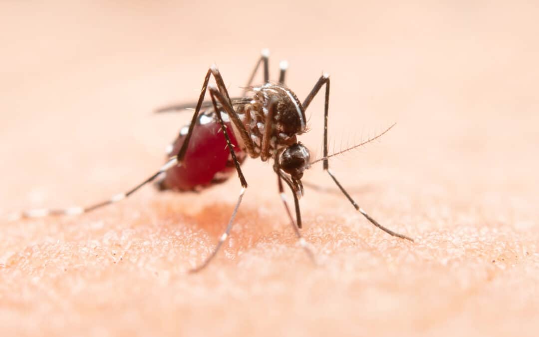 Patchs Naturels Anti-Moustiques pour enfant Squitos
